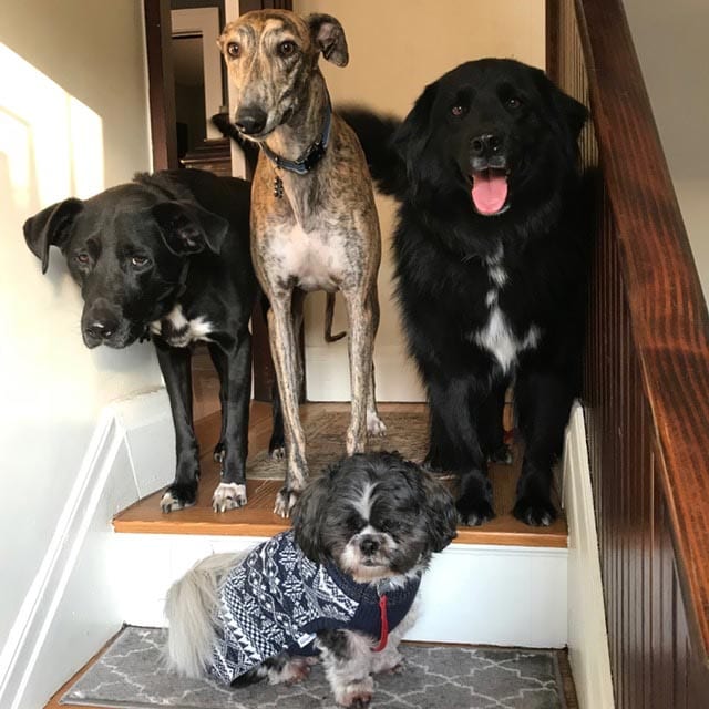 four dogs, all different breed, standing on the stairs